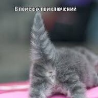 Шило в жопе